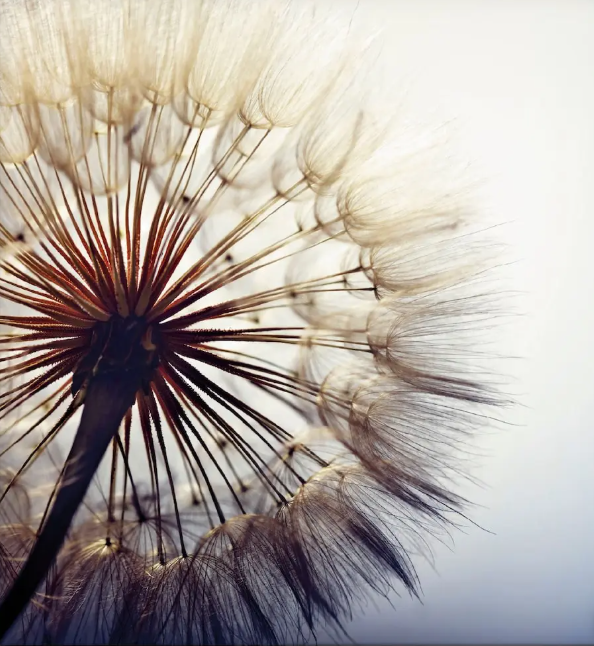 Seelenbotschaft.life